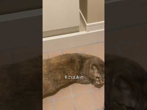 ねこが不足しています　#猫 #ネコズ #猫のいる暮らし #cat