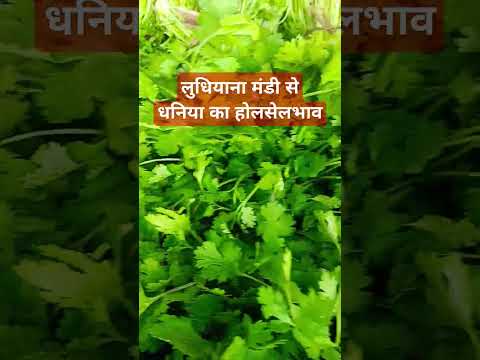 19 मार्च 2025 लुधियाना मंडी #धनिया का होलसेल भाव#viralvideo