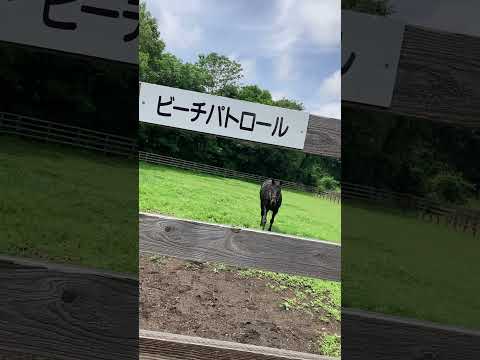 挨拶に来てくれたビーチパトロール#競走馬