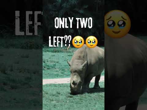 RAREST ANIMAL ON THE PLANET😭#facts #rarestanimals #amazing #amazingfacts #unknownfacts #animals