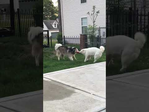 Two dogs Fighting for a bacon