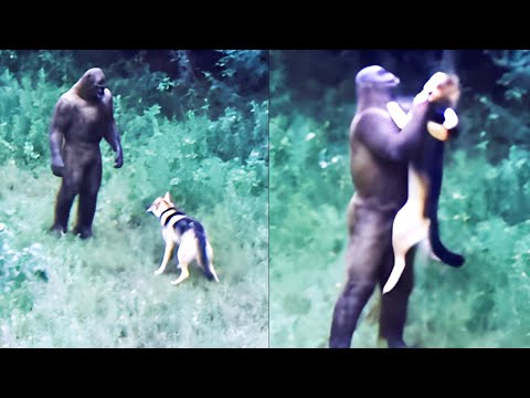 Loyal Dog's Final Moments Against Sasquatch To Save Hiker - BIGFOOT ENCOUNTER STORY