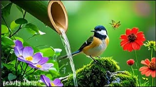 Beautiful Relaxing Music, Peaceful Calm Instrumental Music, "Songbird's of Spring" By Beauty Janis🌿