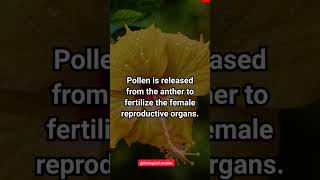 #shorts #youtubeshorts #studygram #studyvlog #studymotivation #neettips #neettricks