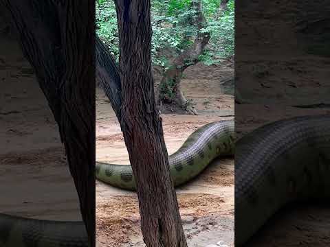 Giant Anaconda ENCOUNTER: 100K Subscriber Celebration! part 2 #snake #jurassicparkdinosaur #vfx