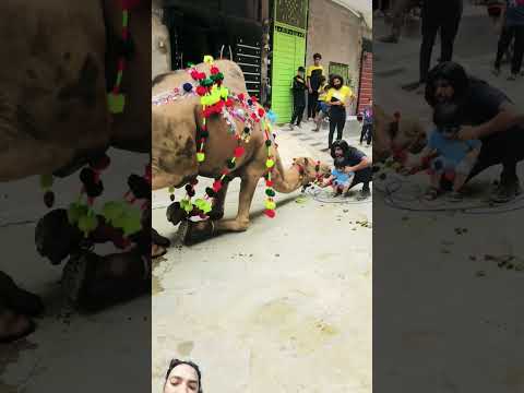 Qurbani #viral #animals #camel #cow #animals #bakramandi #bull #bakramandi #bakraeid