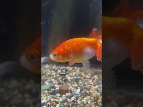 金魚の目が大きくなったら危険です。いわゆるポップアイですね。発症後もこまめに水換えしていれば長生きしてくれますよ！ #アクアリウム #金魚の飼い方 #金魚飼育