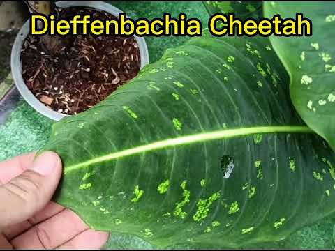 Dieffenbachia Cheetah (ดิฟเฟนบาเกียชีต้า) ต้นเงาเสือดาว