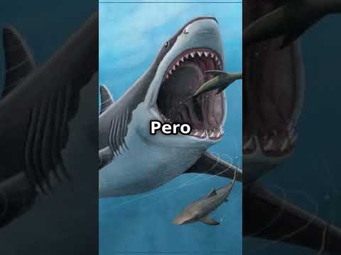 ¿QUIÉN GANARÍA? ¡40 Orcas vs Megalodón! #batallaépica #animales #naturaleza #dinosaurios