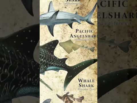 Types Of Sharks | Part- 2 #shorts
