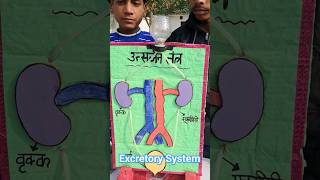 Science experiment working model of excretory system #workingmodel  #diyscienceproject