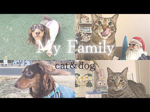 【Vlog】Family(ペット)紹介.キジトラ🐱＆カニンヘンダックス🐶