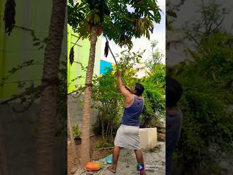 How to pick papaya without climbing tree | மரத்தில் ஏறாமல் எப்படி பப்பாளி பழம் பறிக்க வேண்டும்??