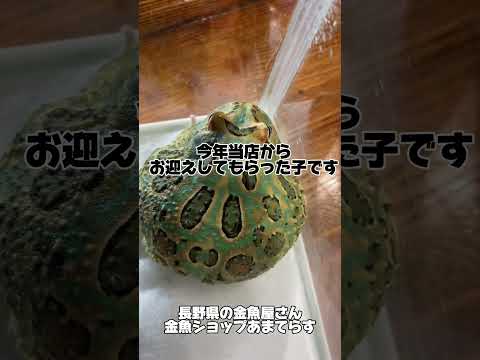 カエルをお引き取りしました！両生類も飼育にお困りの方おりましたら是非当店にご相談下さい！金魚ショップあまてらす