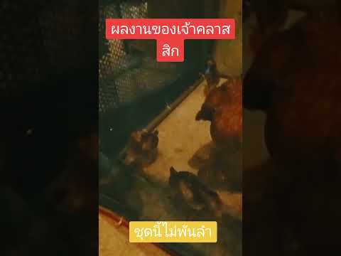 #ไก่ชนพม่า