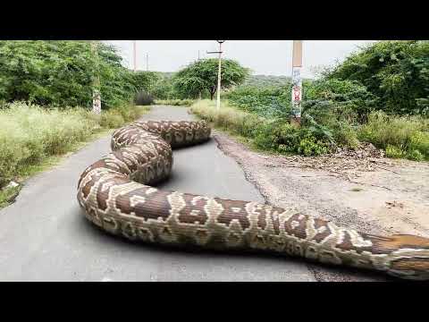 Giant Anaconda vs. T-Rex: Who Wins?