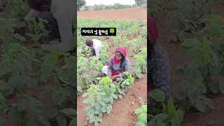 desi garvar 🍃🍀 #music #viralmusic #farming varyaline fumtu song tari lili varyali #viral