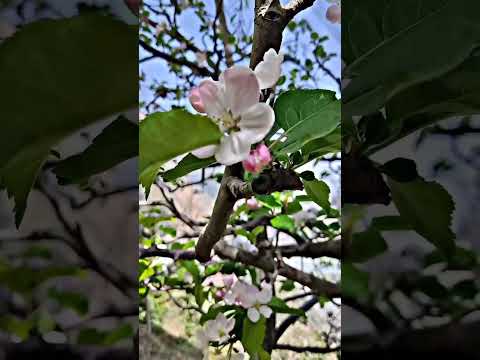 @Mountainboy3  Apple flowers#nature #sukoon