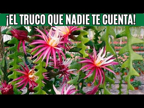 ¡Secreto para la Floración del Cactus Zigzag! 🌺 ¡Consejos Esenciales!