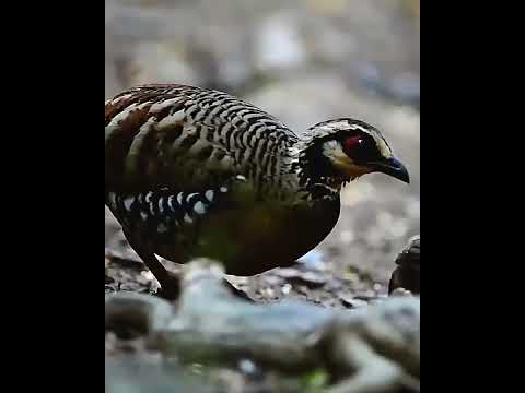 Created partridge #short #birds #beautifulpets #birdspecies