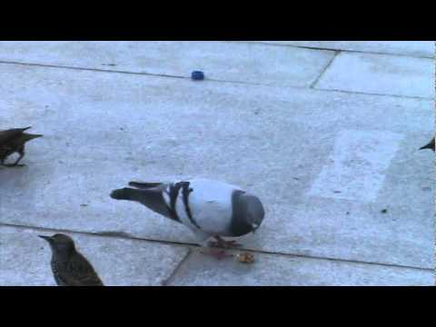 How to trick a pigeon