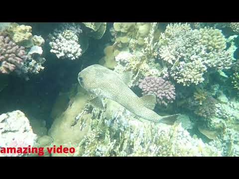 AMAZING VIDEO  animalas video fish video