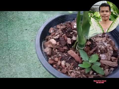 ต้นราชินี 3 สี Dieffenbachia Bausei