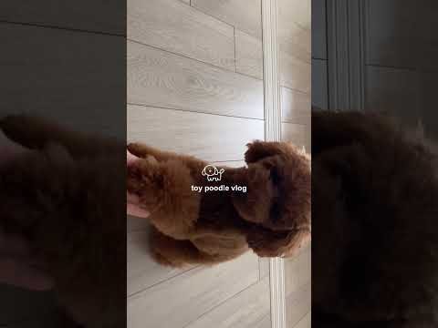 トイプードルの日常vlog🐶🍒 #トイプードル  #vlog #日常vlog #犬のいる暮らし