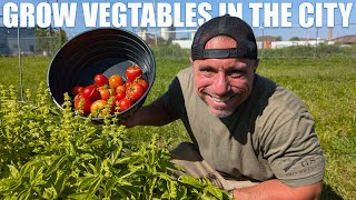 Urban Gardening Hack : Grow Your Own Food in Any City