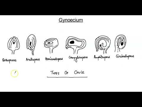 CLASS 12 | SEXUAL REPRODUCTION IN FLOWERING PLANTS | PART - 2 | GYNOECIUM, MEGASPOROGENESIS