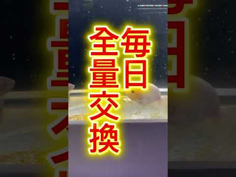 間違った塩水浴のご紹介です！#アクアリウム#塩水浴#魚治療#動物保護