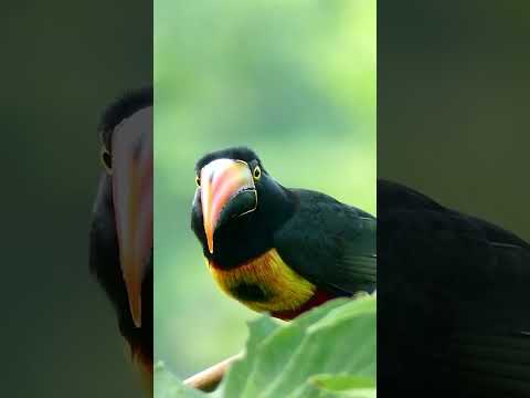 Bird and feather   relax
