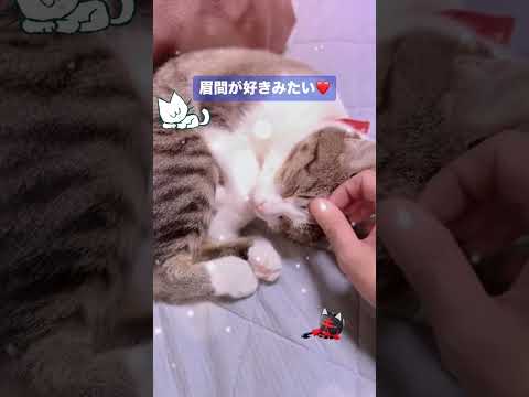 恥ずかしポーズ寝🐱🐾 #猫のいる暮らし#猫のいる生活#猫好きさんと繋がりたい