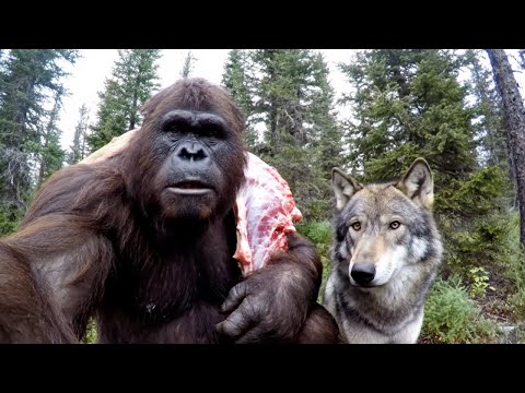 Bigfoot VLOG - Pet Wolf