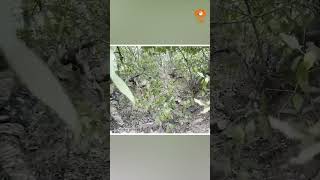 Udhampur के मरता गांव में आतंकियों और सुरक्षाबलों के बीच मुठभेड़ जारी