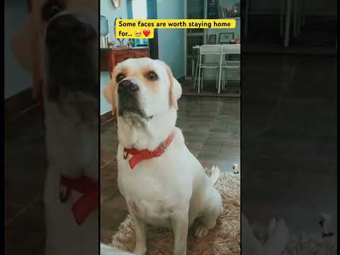 You are everything! #shorts  #labrador #doglove #pets #love #cute #trending #viral #youtubeshorts