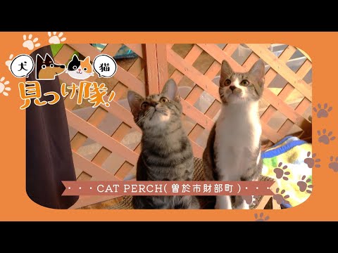 【犬猫見つけ隊！】かんたくん・むむくん