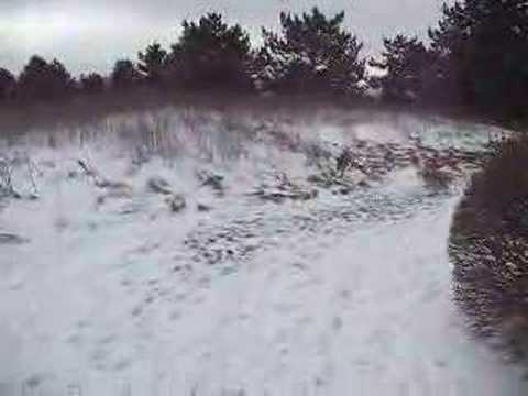 Dogs and Snow