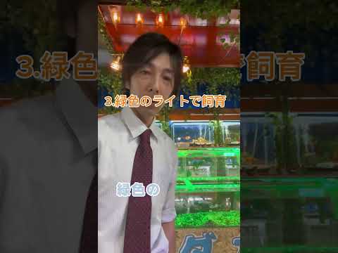 長野県の金魚屋さん金魚ショップあまてらす#金魚屋 #国産金魚 #めだか