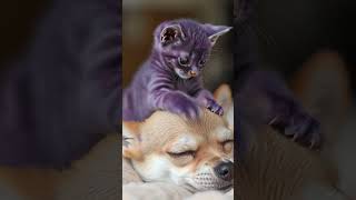 Poppypop KittyCat let Chico Chihuahua sleep #AiCat#TinyCat#CuteKitten #PurpleKitten#PoppyPopKittyCat