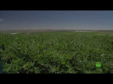 Standlee Premium Western Forage Company Overview