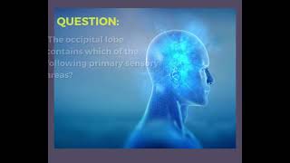 MedABC I Today's Knowledge I Human Anatomy I Occipital lobe