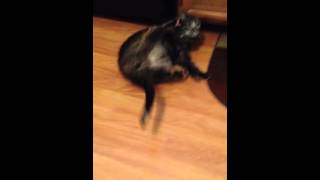Thunder shirt fail