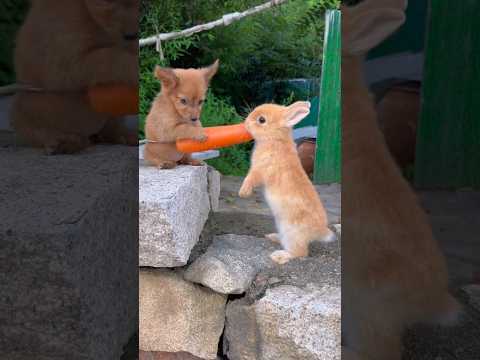 Best Buds: Puppy Shares Carrot with Mischief Bunny! #carrot #dog #cute #rabbit #trending #shorts