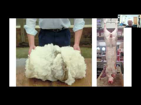 Making money from sheep using data, genetics and wool