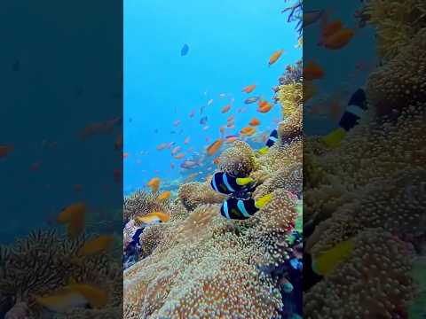 Knowing some Sea Animals #kidssongs #seaanimals #learning #new #aquaticlife #subscribe #shorts #kids