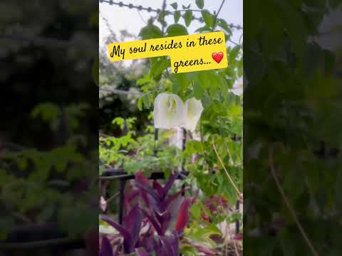 #garden #positivethinking #happiness #plantlovers #gardening #flowers #natureshorts #aprajita