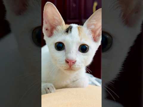 Catlover #catlover #viralreels #cats #catshorts #catvideos #catlife #cat #animallover #biral #mycat