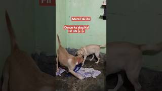 Mera Hai do🐕🐕#doglovers #shortvideo #youtubeshorts #puppyvideos #labrador #viral #geetakumari