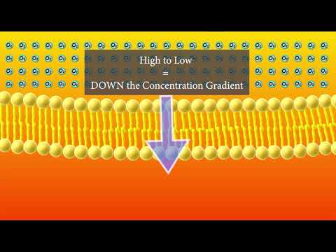 Diffusion Animation (Short and Sweet version)